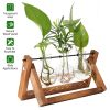 Desktop Glass Planter Bulb Plant Terrarium with Wooden Stand Air Planter Glass Vase Metal Swivel Plant Vase for Hydroponics